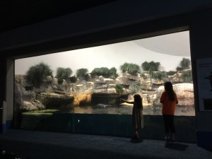 Kids looking at penguins at the Moody Gardens aquarium